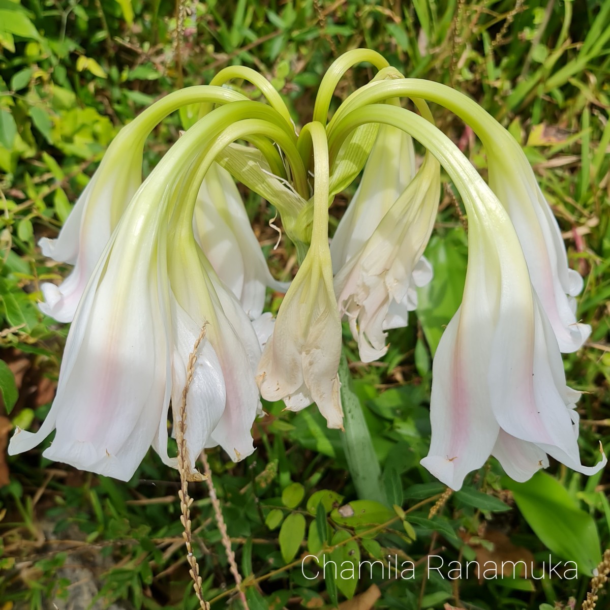 Crinum latifolium L.